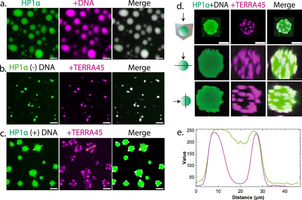 HP1α forms multiphase condensates with DNA and TERRA