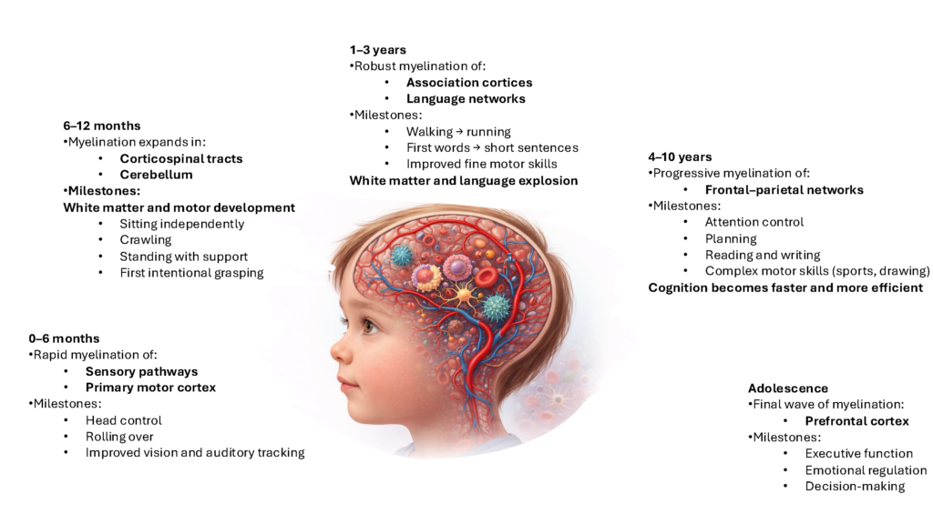 Developing White Matter